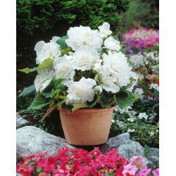 Begonia strzępiasta - biała - GIGA paczka! - 100 szt.