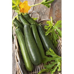 Cukinia Astra Polka - duże opakowanie - 500 gram