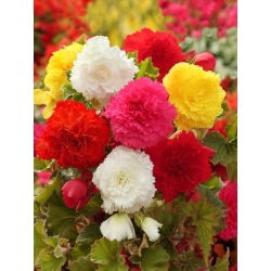 Begonia strzępiasta - mix kolorów - GIGA paczka! - 100 szt.