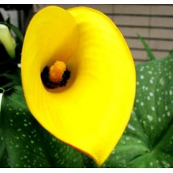 Calla Cream - duża paczka! - 10 cebulek