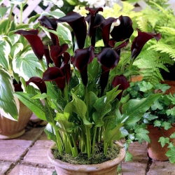 Calla Schwarzwalder - GIGA paczka! - 50 cebulek