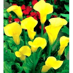 Calla Cream - duża paczka! - 10 cebulek