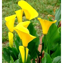 Calla Cream - GIGA paczka! - 50 cebulek