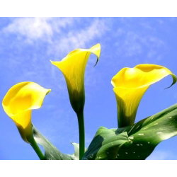 Calla Cream - GIGA paczka! - 50 cebulek