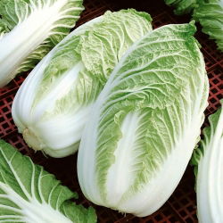 Kapusta pekińska Hilton - duże opakowanie - 10 gram