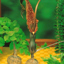 Arum Cornutum - Lilia Voodoo - oryginał w rozmiarze XL - GIGA paczka! - 50 cebul