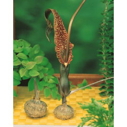 Arum Cornutum - Lilia Voodoo - oryginał w rozmiarze XL - GIGA paczka! - 50 cebul