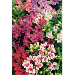 Alstremeria - Alstroemeria - duża paczka! - 10 szt.