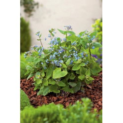 Brunera wielkolistna - Brunnera Macrophylla - GIGA paczka! - 50 szt.