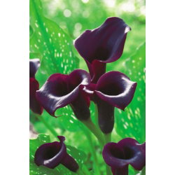 Calla Schwarzwalder - duża paczka! - 10 cebulek
