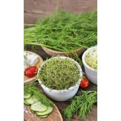 Nasiona na kiełki - Koper ogrodowy