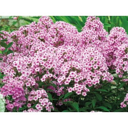 Floks (Phlox) - Płomyk wiechowaty - Neon Flare - duża paczka! - 10 szt.