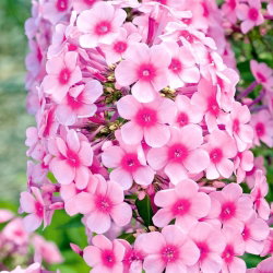 Floks (Phlox) - Płomyk wiechowaty - Neon Flare - duża paczka! - 10 szt.
