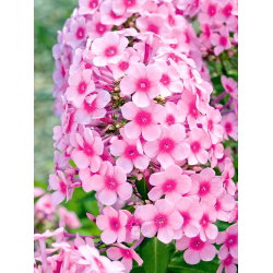 Floks (Phlox) - Płomyk wiechowaty - Neon Flare - duża paczka! - 10 szt.