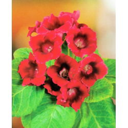 Gloksynia czerwona - Defiance - GIGA paczka! - 50 szt.