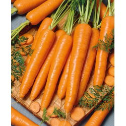 Marchew Sukces - późna, do przechowywania - 50 gram