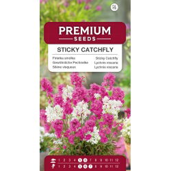 Firletka smółka - mieszanka odmian