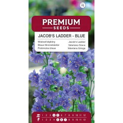 Wielosił błękitny - niebieski