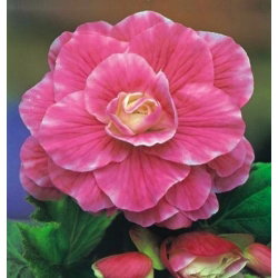 Begonia - Camellia - różowo-biała - GIGA paczka! - 100 szt.