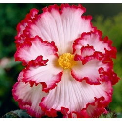 Begonia - Marginata White - biało-czerwona - GIGA paczka! - 100 szt.