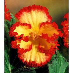 Begonia - Marginata Yellow - żółto-czerwona - GIGA paczka! - 100 szt.