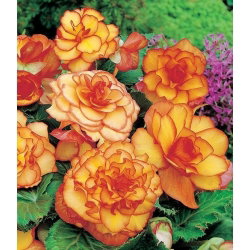 Begonia - Picotee Yellow - żółto-pomarańczowa - GIGA paczka! - 100 szt.