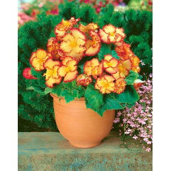 Begonia - Marginata Yellow - żółto-czerwona - GIGA paczka! - 100 szt.