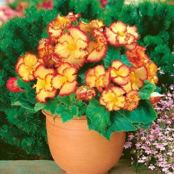 Begonia - Marginata Yellow - żółto-czerwona - GIGA paczka! - 100 szt.