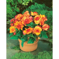 Begonia - Picotee Yellow - żółto-pomarańczowa - GIGA paczka! - 100 szt.