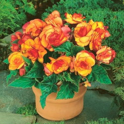 Begonia - Picotee Yellow - żółto-pomarańczowa - GIGA paczka! - 100 szt.
