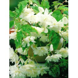 Begonia zwisająca - biała - GIGA paczka! - 100 szt.