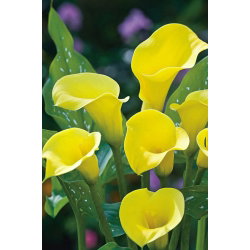Calla Cream - GIGA paczka! - 50 cebulek