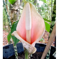 Dziwidło różowe - Amorphophallus bulbifer - unikat! - GIGA paczka! - 50 szt.