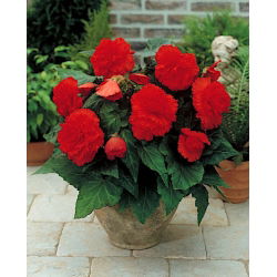 Begonia strzępiasta - czerwona - GIGA paczka! - 100 szt.