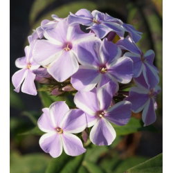 Floks (Phlox) - Płomyk wiechowaty - All In One - GIGA paczka! - 50 szt.