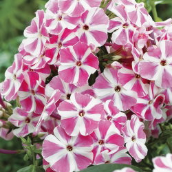 Floks (Phlox) - Płomyk wiechowaty - Peppermint Twist - duża paczka! - 10 szt.