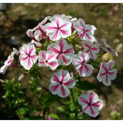 Floks (Phlox) - Płomyk wiechowaty - Twister - duża paczka! - 10 szt.