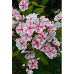 Floks (Phlox) - Płomyk wiechowaty - Twister - GIGA paczka! - 50 szt.