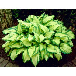 Funkia - Hosta Albopicta - duża paczka! - 10 szt.