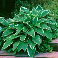 Funkia - Hosta Crispula - duża paczka! - 10 szt.