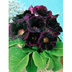 Gloksynia ciemnofioletowa - Hollywood - GIGA paczka! - 50 szt.