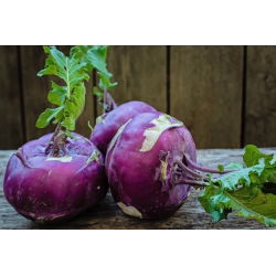 Kalarepa Delikates Blauer - duże opakowanie - 50 gram