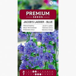 Wielosił błękitny - niebieski