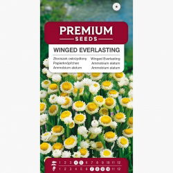 Złociszek oskrzydlony, Wiekuistka