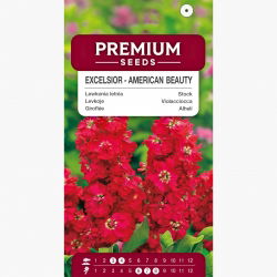 Lewkonia letnia - Excelsior - American Beauty