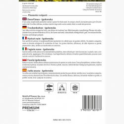 Fasola na suche nasiona karłowa IGOŁOMSKA - 100 nasion