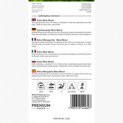 Aster chiński Blue Moon - 250 nasion