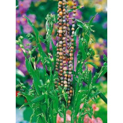 Łzawica - Łzy Hioba - 15 nasion