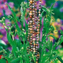 Łzawica - Łzy Hioba - 15 nasion