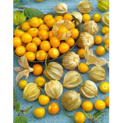 Rodzynek brazylijski - miechunka jadalna